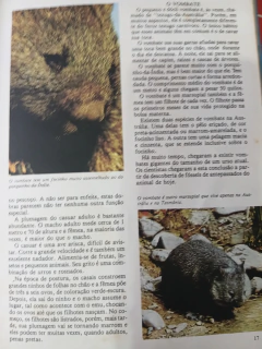Felpudo, o cão feiticeiro - comprar online