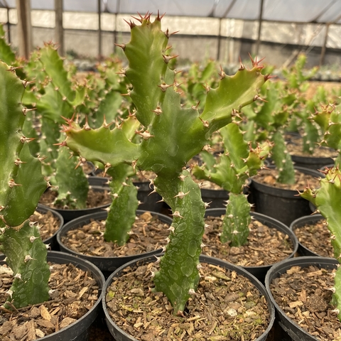 EUPHORBIA LÁCTEA - POTE 11