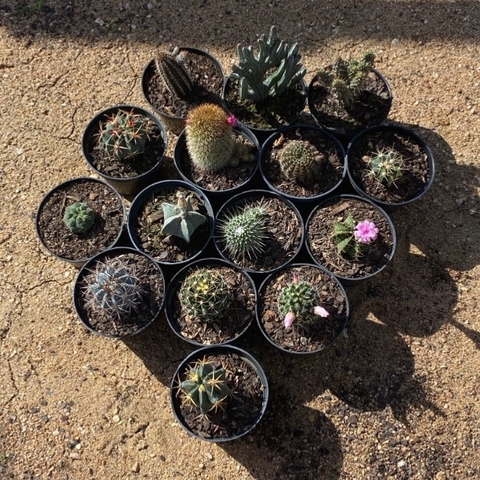Kit Com 15 Cactos Variados