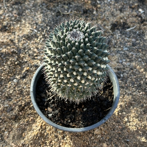 MAMMILARIA AUREA - CUIA 20