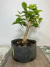 Pré bonsai de pitanga com folhas verdes em vaso escuro, sobre uma superfície de madeira.
