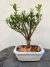 Bonsai Cereja Silvestre com 24 cm de altura total incluindo vaso branco quadrado sobre superfície de madeira