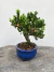Bonsai Procumbens em vaso azul com altura total de 18 cm, exibido sobre superfície de madeira