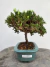 Bonsai Procumbens em vaso cerâmico azul, altura total de 22 cm, com folhas verdes densas e tronco curto