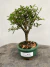 Bonsai Serissa em vaso com folhas verdes, sobre superfície de madeira rústica