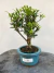 Bonsai Cereja Silvestre com 25 cm de altura total incluindo vaso azul sobre tronco de madeira