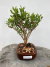 Bonsai Cereja Silvestre em vaso marrom sobre tronco de madeira, altura total de 24 cm