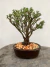 Bonsai Serissa com folhas verdes em vaso sobre tronco de árvore
