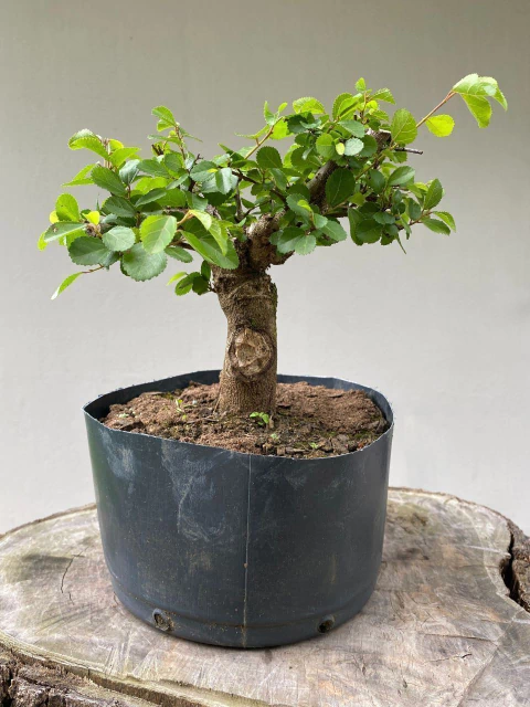 Pré Bonsai Grewia Flor de Lotus em vaso preto lado 4