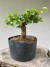 Pré Bonsai Grewia Flor de Lotus em vaso preto lado 4