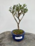 Bonsai Serissa em vaso azul com altura total de 25 cm, exibido sobre superfície de madeira rústica