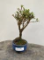 Bonsai Serissa em vaso com folhas verdes e tronco fino sobre superfície de madeira rústica