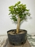 Pré bonsai de acerola em vaso preto, com folhas verdes saudáveis.