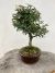 Bonsai Caliandra em vaso sobre tronco de madeira, altura total de 29 cm B204