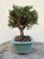 Bonsai Shimpaku em vaso verde quadrado