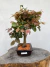 Bonsai Loropetalum com folhas roxas e verdes em vaso verde sobre tronco de árvore, altura total de 30 cm