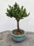Bonsai Procumbens com aproximadamente 20 cm de altura total, plantado em vaso cerâmico verde