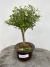 Bonsai Serissa em vaso marrom redondo sobre tronco de madeira, com folhas verdes e crescimento denso