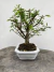 Bonsai Caliandra em vaso verde sobre superfície de madeira