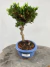 Bonsai Procumbens em vaso cerâmico