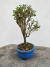 Bonsai Serissa em vaso azul redondo, altura total de 22 cm incluindo vaso, planta com folhas verdes pequenas