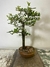 Bonsai Piracanta em vaso, altura de 35 cm, com folhas verdes e tronco bem definido.