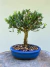 Bonsai Buxus Harlandii em vaso azul com altura total de 25 cm.