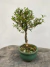 Bonsai Serissa 