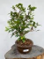 Bonsai de jabuticaba com folhas verdes em vaso marrom sobre tronco de madeira, altura total de 47 cm