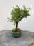 Bonsai Serissa em vaso sobre superfície de madeira, com altura total de 20 cm