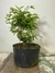 Pré bonsai Caliandra em vaso com altura de 25cm, apresentando folhas verdes vibrantes.