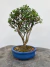 Bonsai Serissa com folhas verdes em vaso de cerâmica