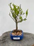 Bonsai Maitenus em vaso azul com altura total de 27 cm, exibido sobre superfície de madeira