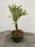 Bonsai Serissa com altura total de 20 cm incluindo o vaso, planta com folhas verdes e pequenas flores