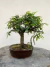 Bonsai Caliandra - B206 - comprar online