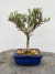 Bonsai Serissa com altura total de 19 cm, plantado em vaso azul quadrado sobre superfície de madeira.