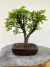 Bonsai Caliandra em vaso com altura total de 26 cm