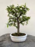 Bonsai Caliandra em vaso sobre tronco de madeira, altura total de 26 cm