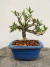Bonsai de jasmim com folhas verdes em vaso azul quadrado sobre superfície de madeira, com indicação de altura total de 20 cm