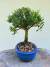 Bonsai Buxus Harlandii em vaso azul com altura total de 25 cm.