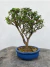 Bonsai Serissa com folhas verdes em vaso de cerâmica