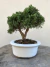 Bonsai Shimpaku em vaso quadrado, altura total de 23 cm incluindo a planta e o vaso.