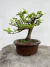 Bonsai Grewia Flor de Lotus com 15 cm de altura em vaso marrom sobre superfície rústica