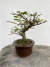 Bonsai Grewia Flor de Lotus em vaso marrom sobre superfície de madeira com altura total de 20 cm indicada