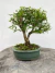 Bonsai Serissa em vaso sobre superfície de madeira, com altura total de 23 cm indicada na imagem