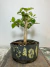 Pré bonsai de pitanga com folhas verdes em vaso escuro, sobre uma superfície de madeira. PB101