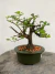 Bonsai Grewia Flor de Lotus em vaso, altura total de 20cm, com folhas verdes e botões de flores