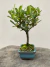 Bonsai Piracanta - B155 na internet