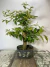 Pré bonsai Gabiroba em vaso preto com folhas verdes vibrantes.