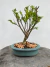 Bonsai Maitenus em vaso azul redondo sobre tronco de madeira, com altura total de 24 cm